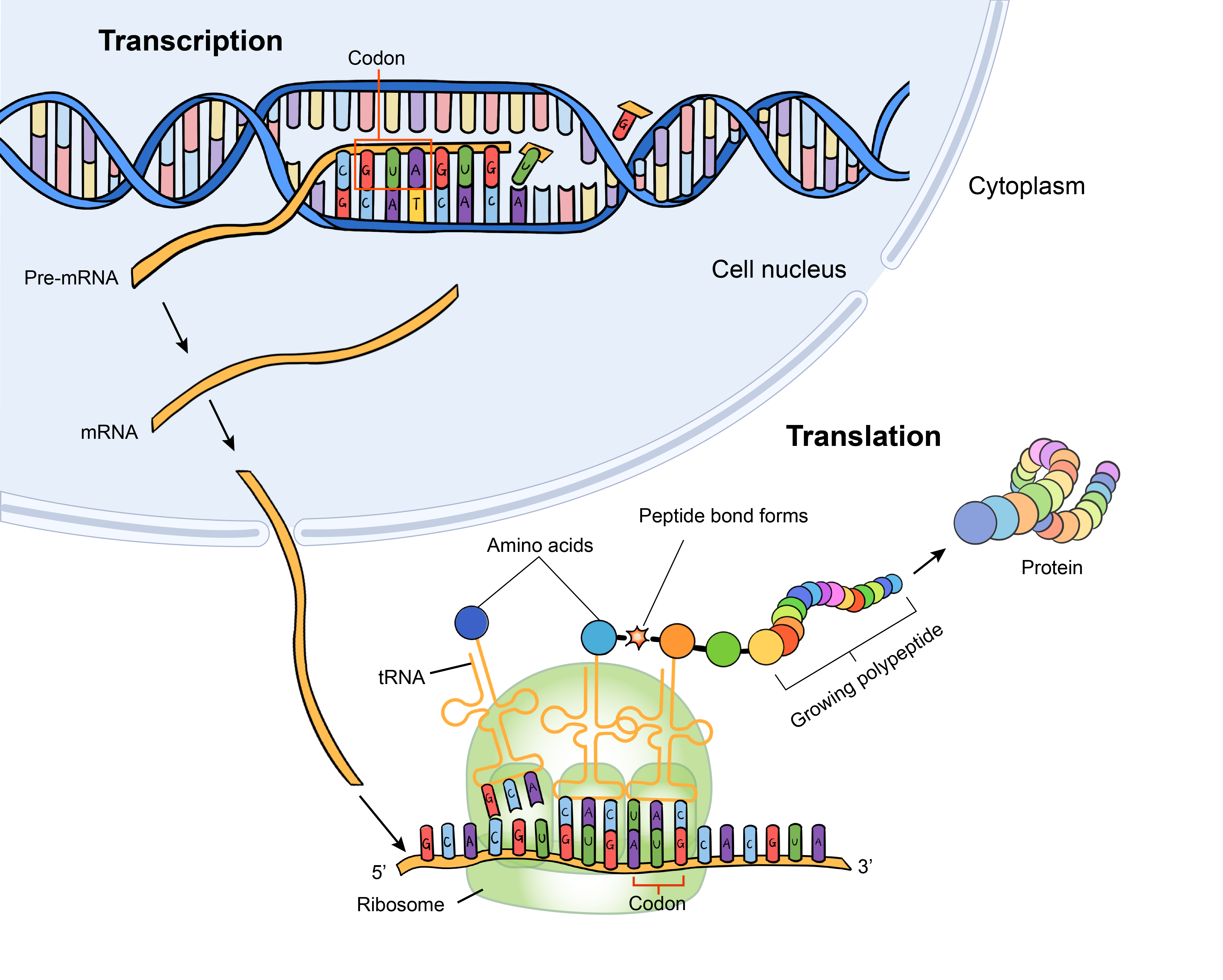 Protein_translation