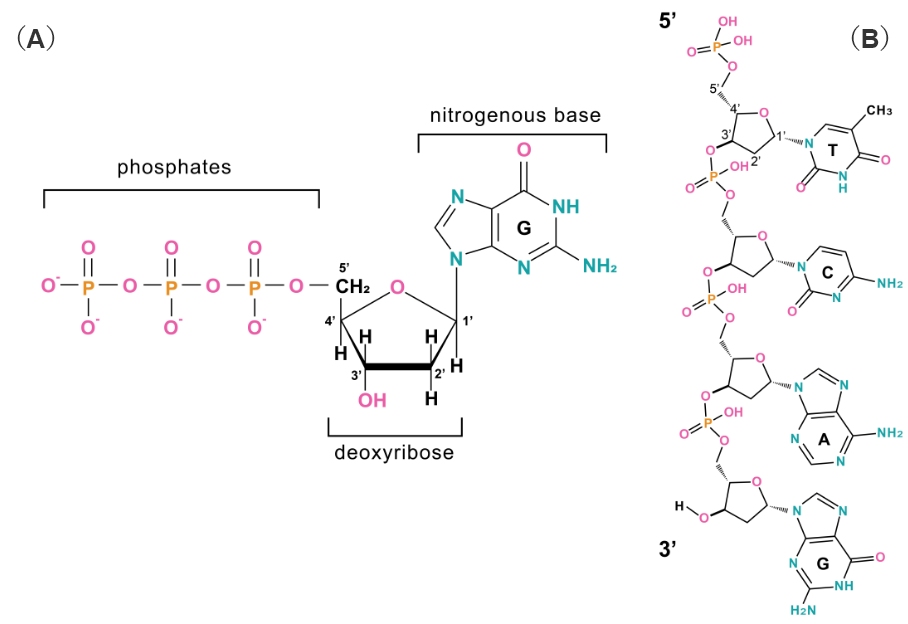 Nucleotide structure (A) and binding pattern between nucleotides (B).